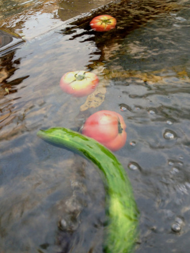 長崎　島原　浜の川湧水に野菜を浮かべて冷やす