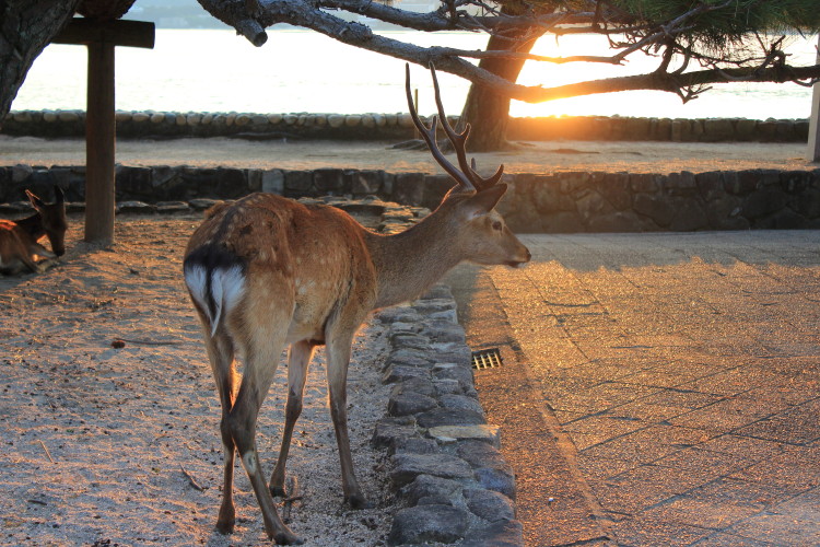 安芸の宮島　夕暮れ時の鹿