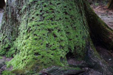 室生龍穴神社の苔の生えた木