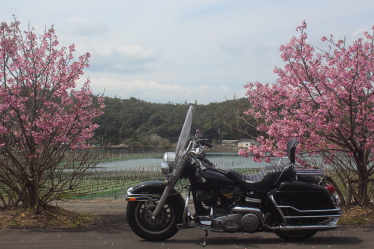 志摩あたりの桜とショベルヘッドFLH