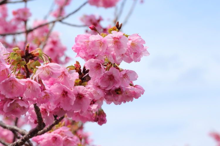 志摩へ行く途中に撮影した桜
